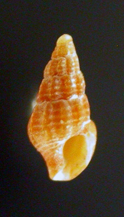 Famiglia Buccinidae: il genere Chauvetia